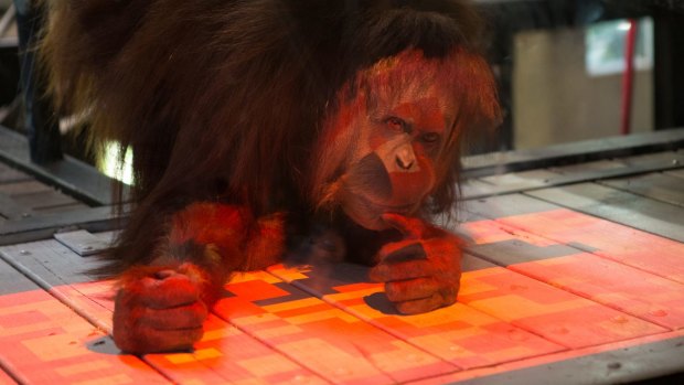 The coloured tiles on the interactive game turn black when touched by the orang-utan.