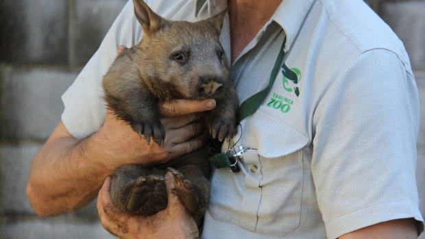 Wombats ... cuter than koalas.
