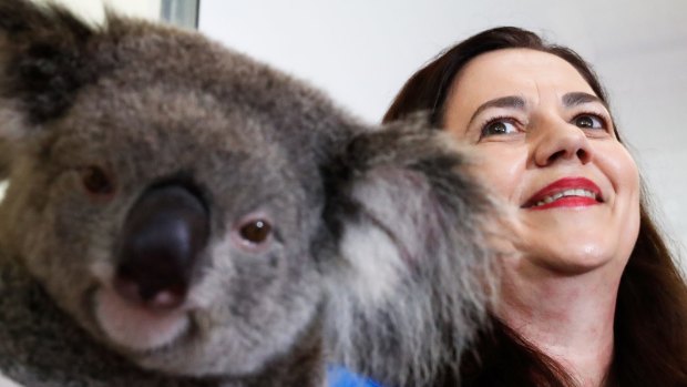 Brandi the koala and Queensland Premier Annastacia Palaszczuk at Australia Zoo on the Sunshine Coast on Thursday.