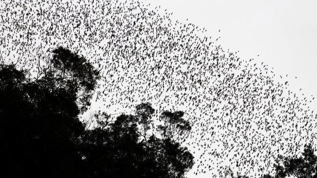 Millions of wrinkle lipped free tailed bats leave Deer Cave in Gunung Mulu National Park at dusk, Mulu, Malaysia. 
