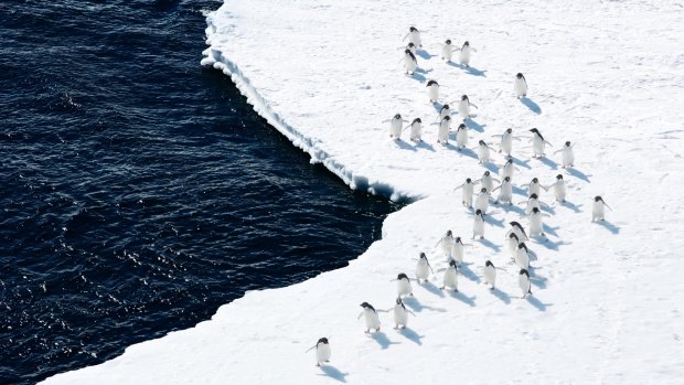 Adelie Penguins on the edge of the Ross Sea.