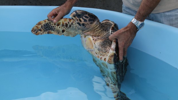 Ophelie, a hawksbill turtle, was found with fishing net wrapped around her left flipper, which was amputated.