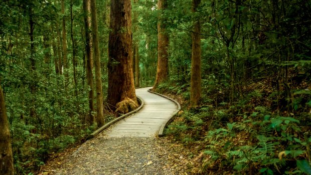 Walking on Sunshine (Coast): Kondalilla Falls National Park.