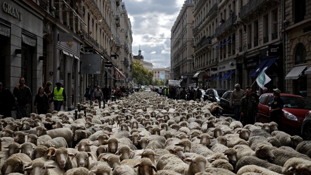 Hundreds of sheep are shepherded through the streets as French breeders demonstrate against the rising wolf attacks on sheep herds, in Lyon, France on Monday.