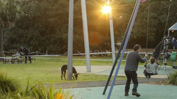 A police dog near where a man's body was discovered at Wentworth Park in Glebe.
