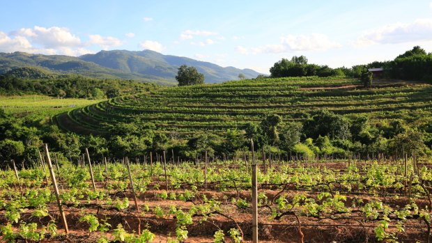 The first plantings of the Red Mountain Estate Vineyards were in 2003.