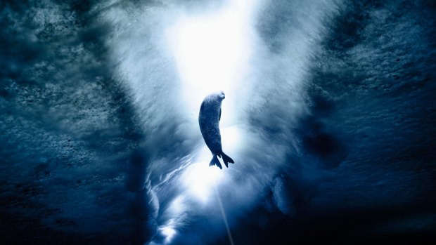 A Weddell seal beneath the Antarctic ice.