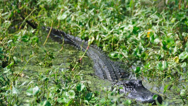 An adult aligator hiding in the Louisiana Swamps, near New Orleans.