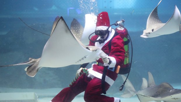 Dressed in Santa Claus outfits, a diver feeds a ray during an event to celebrate the upcoming Christmas at the Coex Aquarium in Seoul, South Korea.