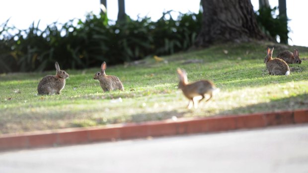 WA rabbits have regathered their strength in numbers since the previous release of a 1996 version of the calicivirus.