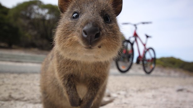 Tourists love the cute Rottnest Island quokkas.