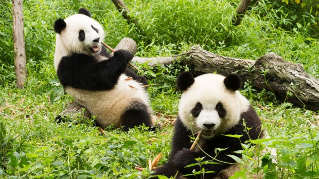 Pandas break for lunch.