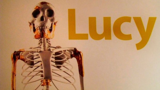 The 3.2 million-year-old skeleton dubbed "Lucy".