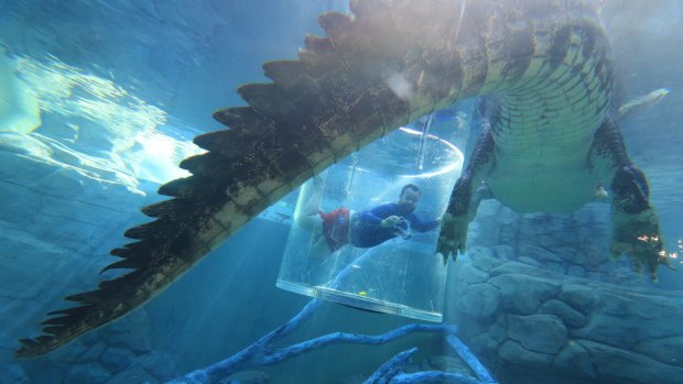 Swim with crocs: Crocosaurus Cove in Darwin.