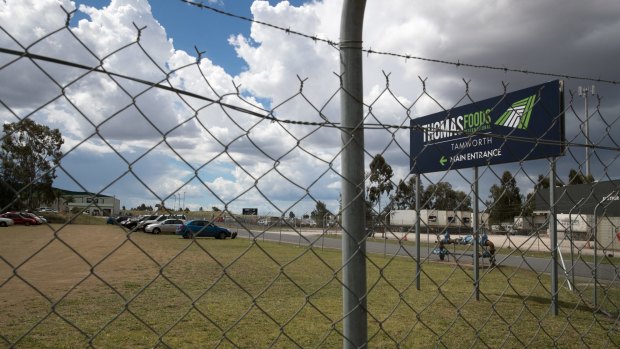 Thomas Foods makes use of an army of migrant workers at its Tamworth processing plant.