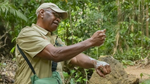 Discover the Daintree on the Ngadiku Dreamtime Walk.