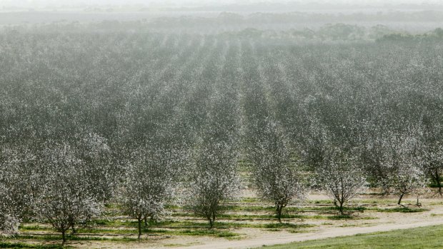 Select Harvests will plant 971 hectares of almond trees this year.