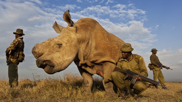 An anti-poaching team guards a Northern White Rhino in Kenya. 