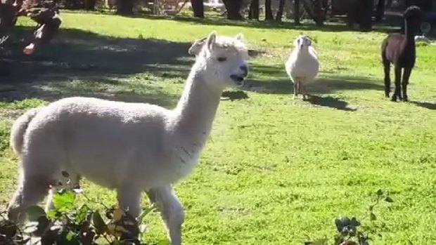 The Callo family had the alpacas as pets.
