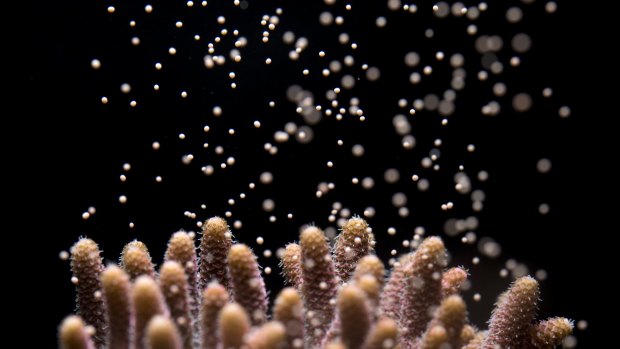 Acropora millepora spawning releasing egg sperm bundles into the water. 