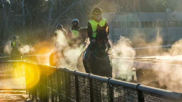 Early morning trackwork on a sub-zero winter morning at Thoroughbred Park race course.
