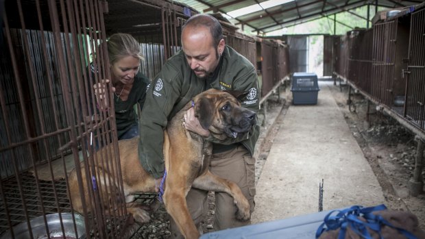 Lola Weber, left, and Adam Parascandola, who work for Humane Society International, remove a dog from a dog farm in Wonju.
