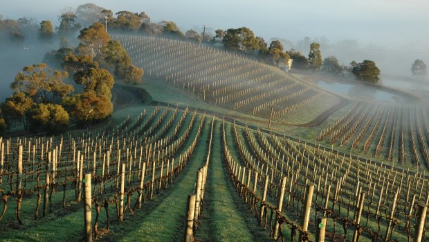 Coldstream Hills, Yarra Valley.