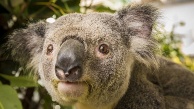 UQ researchers believe daylight saving could save a large number of koalas on south-east Queensland's roadways.
