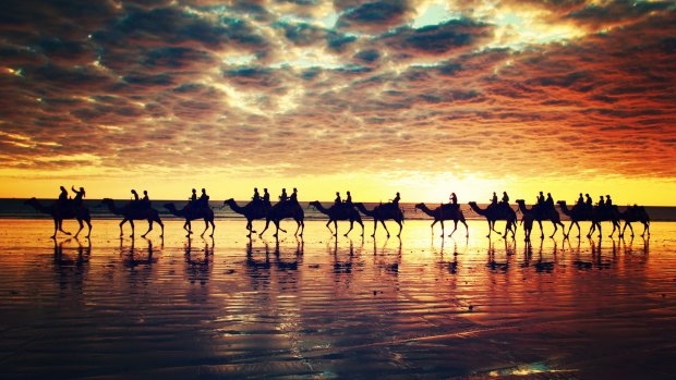 Camels on Cable Beach in Broome.