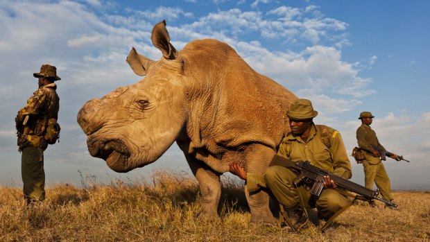 Rhino horns are so valuable that in some African nations, anti-poaching teams are detailed to guard individual beasts.