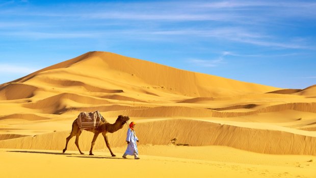A camel on Sahara desert dune, Morocco.