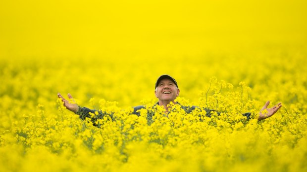 Colin Falls is a farmer from the plains north of Bendigo. He has a cracking crop of canola, which is now in full flower, taller than his fence and looking good. 
