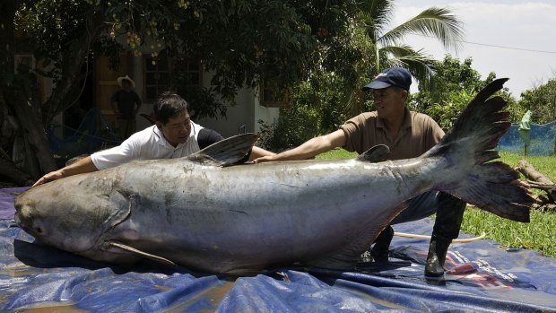 The World Wildlife Fund says the Giant Mekong Catfish could become extinct if more hydro power dams on the Mekong go ahead. 