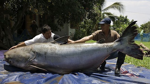 The World Wildlife Fund says the Giant Mekong Catfish could become extinct if more hydro power dams on the Mekong go ahead. 