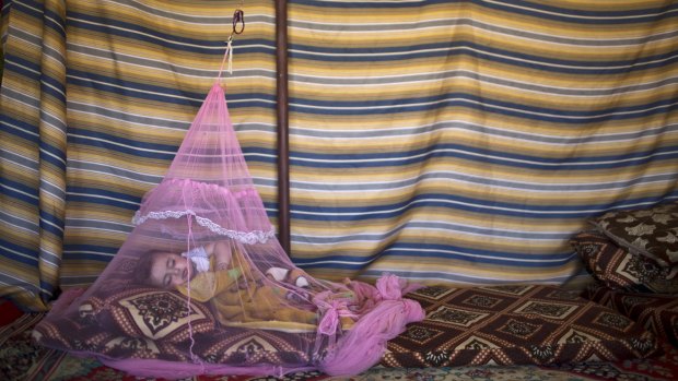 Seven-month-old  Syrian refugee Mariam Mohammed, whose family fled from Hama, Syria, sleeps under a mosquito net inside their tent in the Jordan Valley, Jordan on Wednesday. 