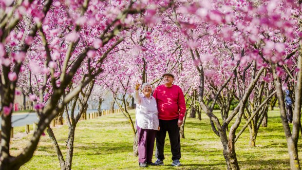Maureen and Phil Adam, of Curtin, are enjoying spring and its cherry blossoms.
