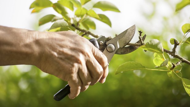 Some types of fruit trees grow much more vigorously than others and so the pruning program has to be quite selective.