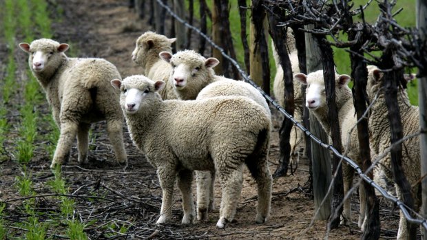 The research aims to develop better methods to detect chlamydia in sheep.