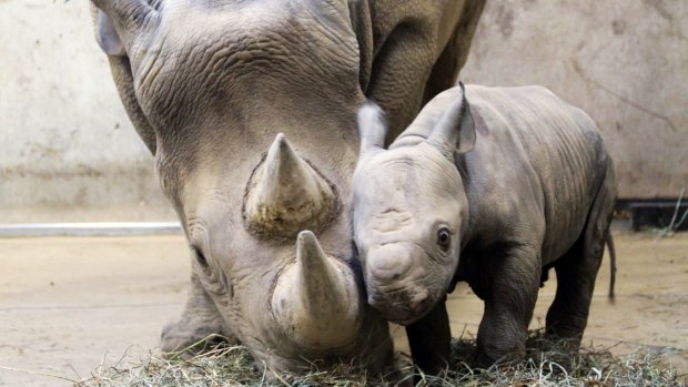 A baby black rhinoceros calf with his mother, Kati Rain, at the Saint Louis Zoo, in Saint Louis, in 2011.