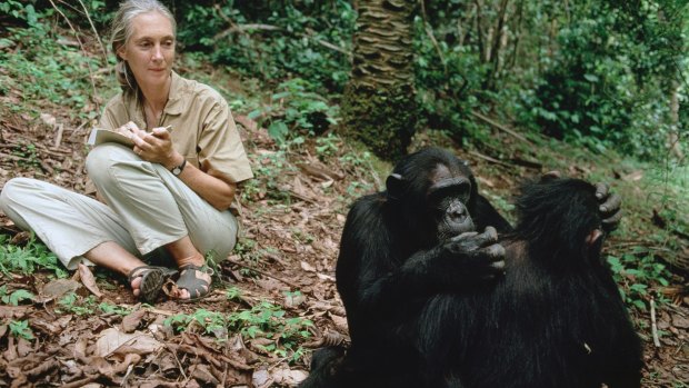Goodall watches two chimps grooming in Gombe in 2006. She has been observing the primates for almost 60 years.