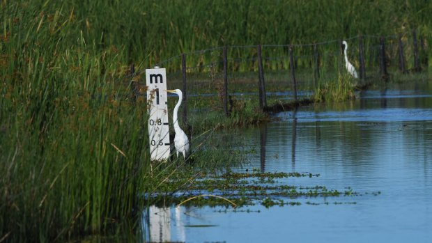 Measuring up: birds in the Macquarie marshes.