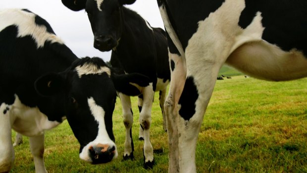 The Queensland government should help the dairy industry run a marketing scheme to help consumers make better-informed decisions about the milk they buy, a committee has recommended.