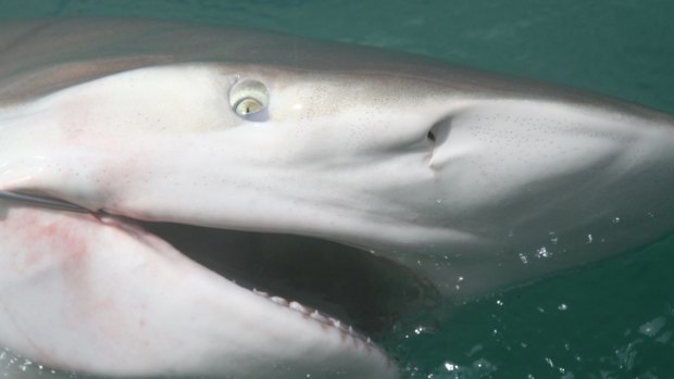 Bronze whaler sharks have become a common sight this summer.