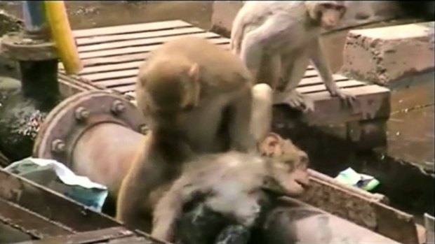 A monkey works to bring back to life a fellow primate that had fallen unconscious.