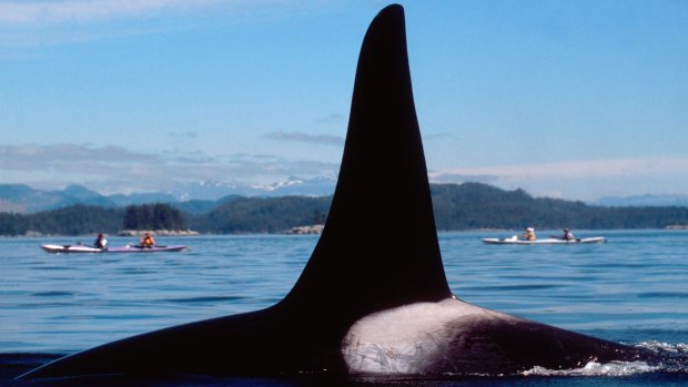 An orca whale off Vancouver Island.