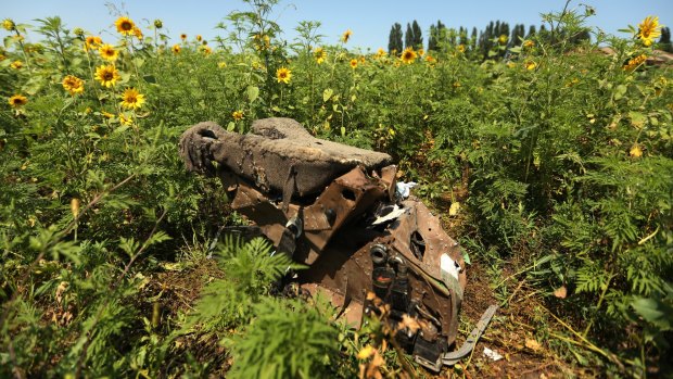 Heartbreaking: One of the pilot's seats from MH17 lies in a Donetsk field. The sunflower seeds - from the same crop that was flowering at the time of the tragedy - have now been brought to Australia.