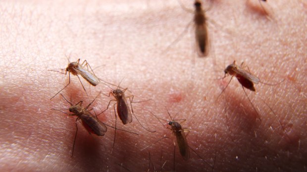 Attack: scientists are working on a transmission-blocking vaccine which, in essence, immunises the mosquito. 