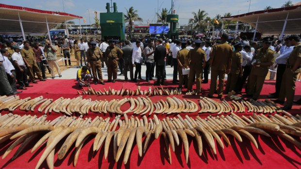 A shipment of African ivory seized three years ago, displayed before its destruction in Sri Lanka last month.