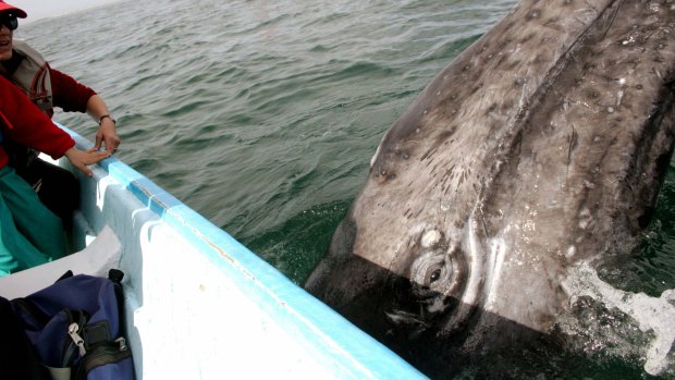 A grey whale looks at tourists on a boat in Mexico in 2006.