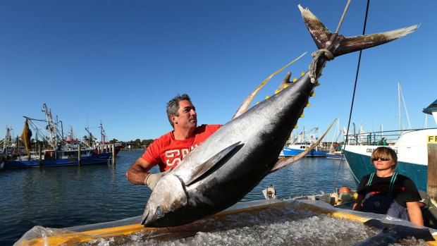 Pavo Walker, CEO of Walker Seafoods, unloading a fresh catch of line-caught yellow fin tuna.